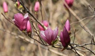 铜雀春深锁大乔 铜雀春深锁大乔